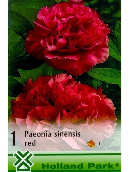 paeonia red