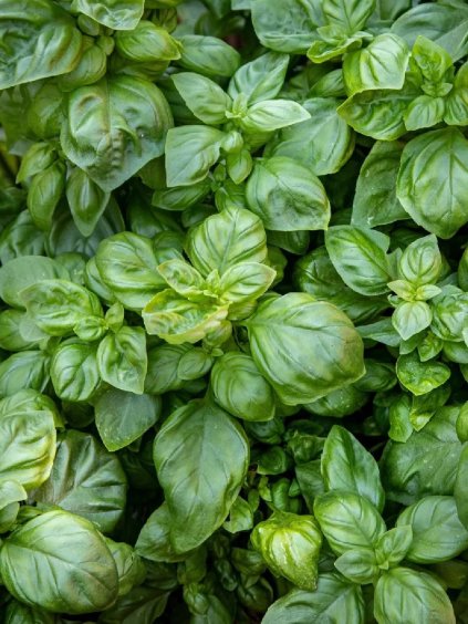 Bazalka 'Genovese' 2g