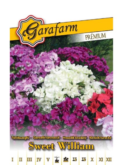 Klinček nízka plnokvetá 'Sweet William' 0,2g GF