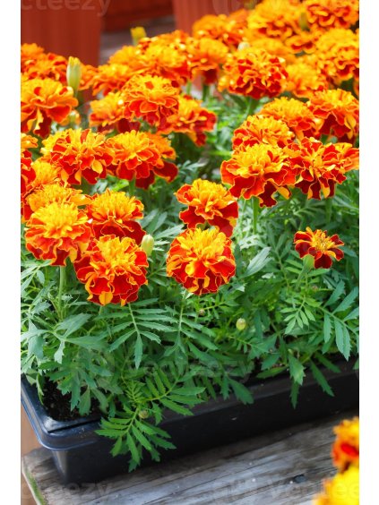 tagetes patula french marigold in bloom orange yellow flowers green leaves photo