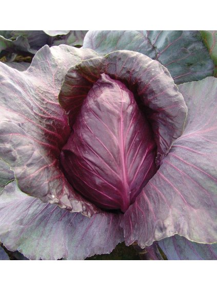 CB226 Kalibos cabbage seeds 1 1024x1024