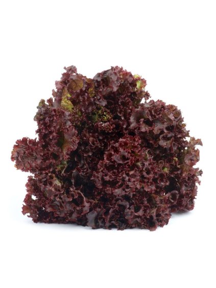 insalata lollo rossa