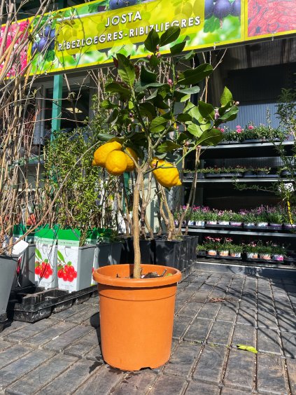Citromfa 'LIMONE' kont. 20 cm