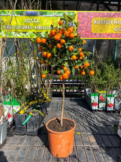 'CALAMONDIN' mandarin, kont. 20 cm