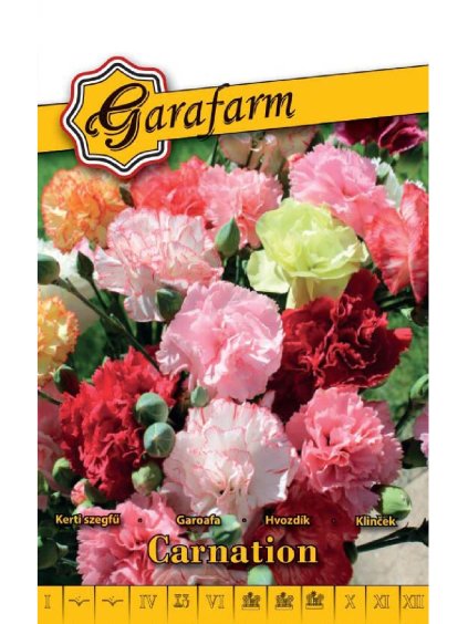 Klinček 'Carnation Chabaud' zmes 0,3g GF