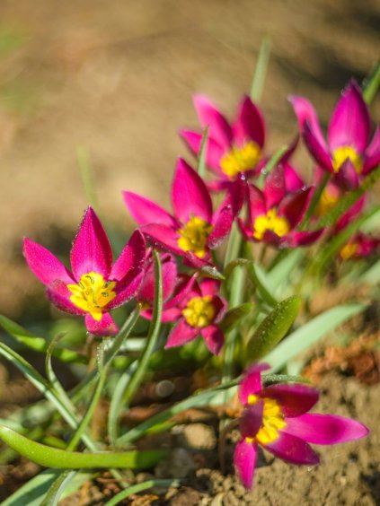 humilis violacea