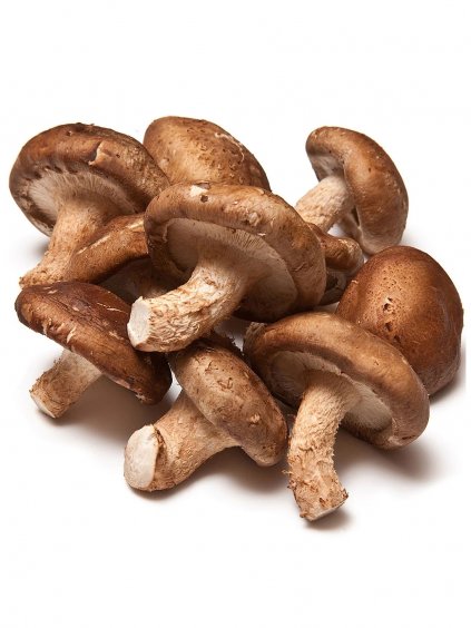 shiitake