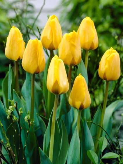 golden apeldoorn