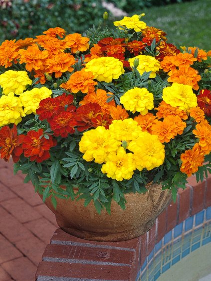 french marigold mix