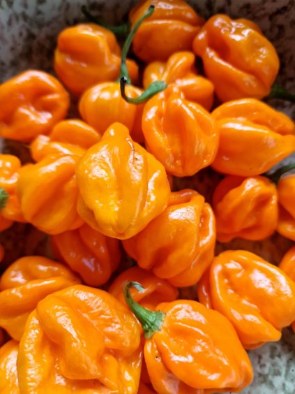 orange habanero