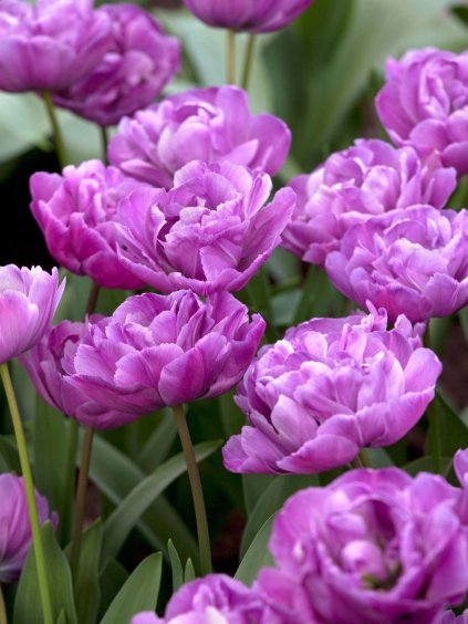 tulipa double late blue diamond