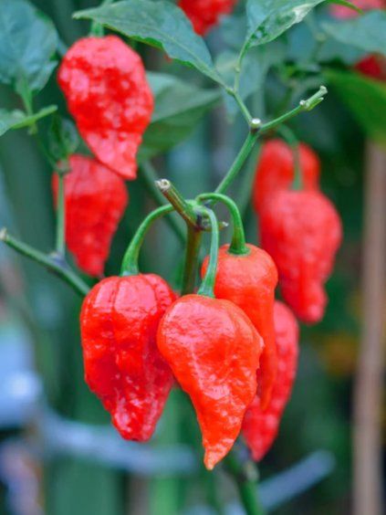 Bhut Jolokia Red