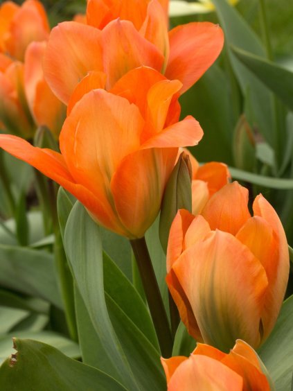 orange emperor