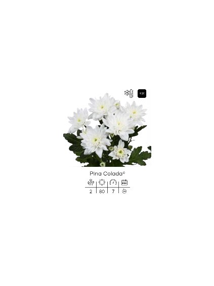 Pina Colada dekorativne
