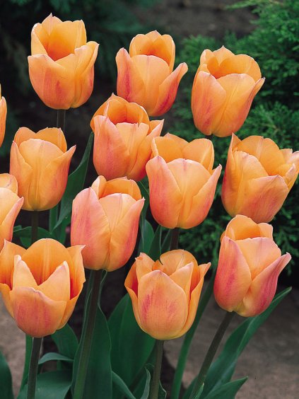 apricot beauty