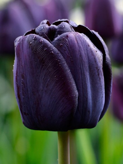 queen of night