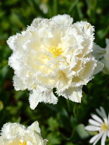 snow crystal