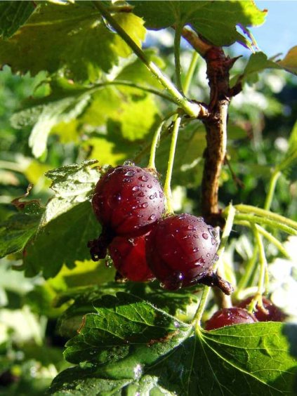 Egreš červený, stromkový 'PAX' voľnok.