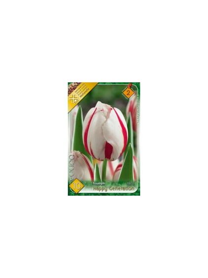tulipa triumph happy generation
