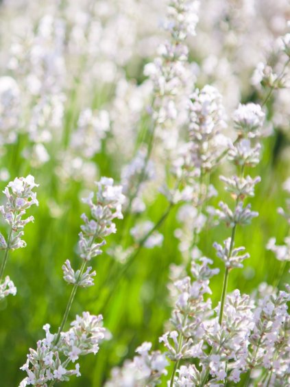 alba levandula