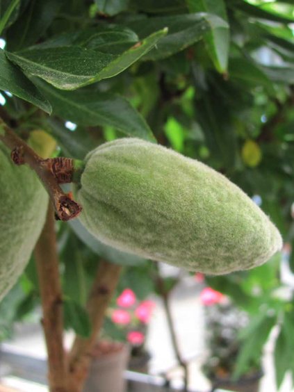 nut me almond