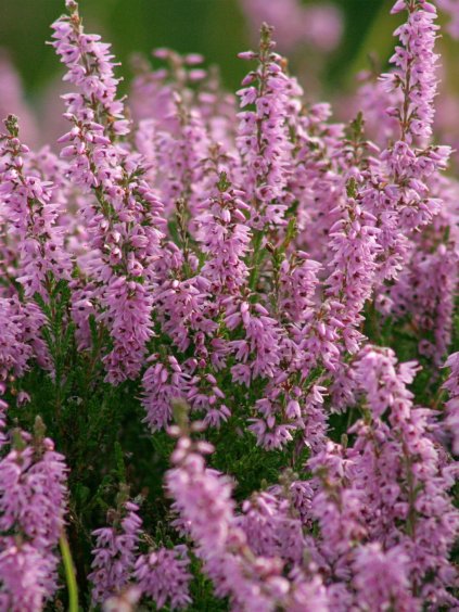 calluna