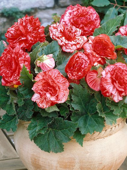begonia marmorata 1