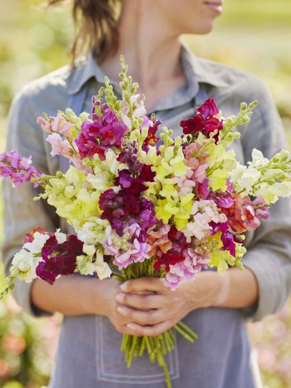 snapdragon