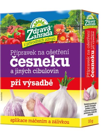 zdravý cesnak