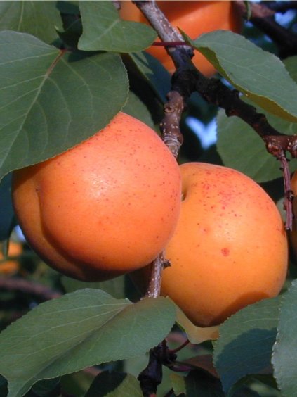 'HARLAYNE' kajszibarack, szabadgyökerű