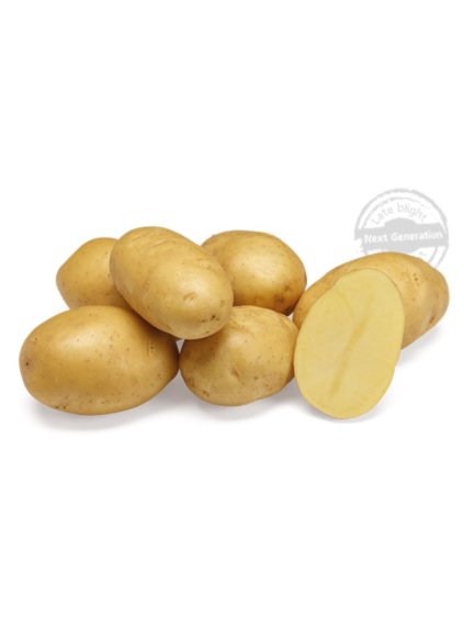 Sadbové zemiaky 'Twinner' minihľuzy 50ks