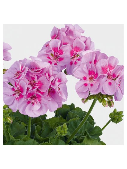 pelargonium zonale pac icecrystal 7