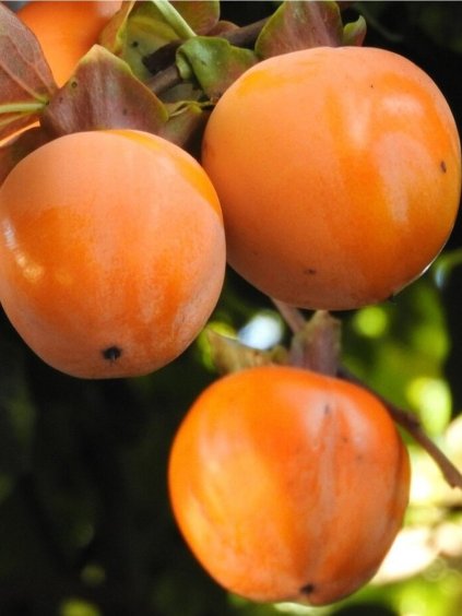 'CIOCCOLATINO' datolyaszilva / japán kakiszilva - 4l-es konténerben, 180-200cm