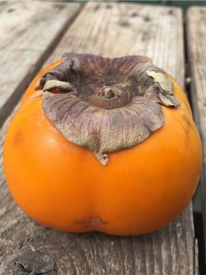 hurmikaki rojo brilliante