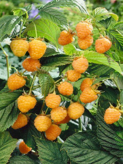 malina golden queen 2