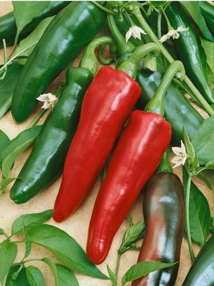 Chili Jalahot F1