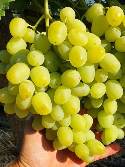 muscat dubovskij