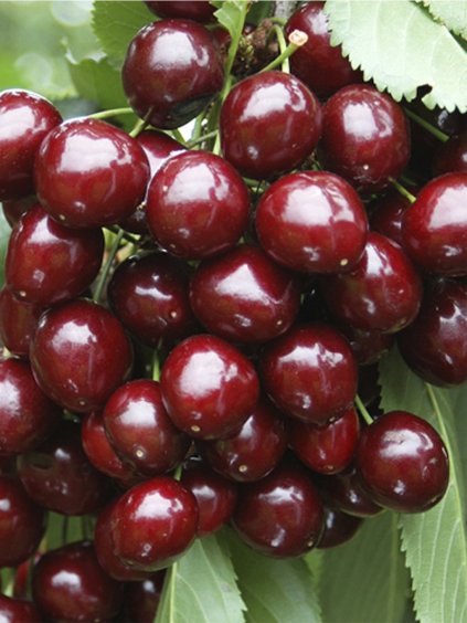 Čerešňa kompaktná 'STELLA'  podp. mahalebka, v kont. 7.5l