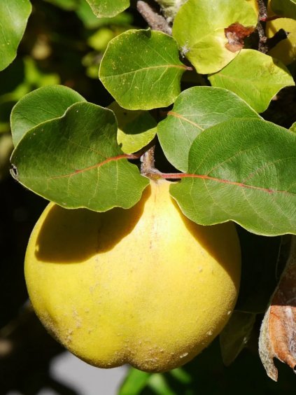 konstantinopel