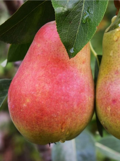 Hruška stĺpovitá 'DECORA' podp. hruška planá, v kont. 7.5l