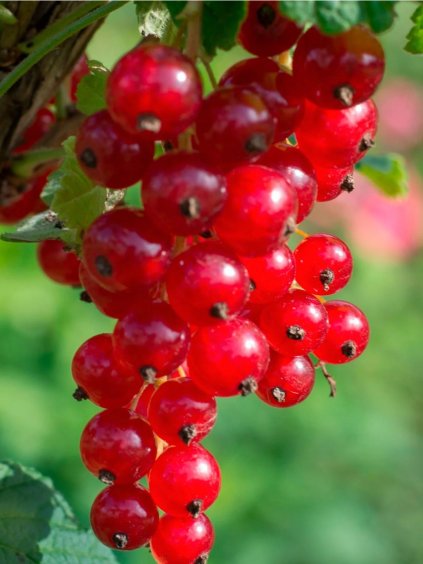 'JONKHEER VAN TETS' piros ribizli bokor, kont. 4l