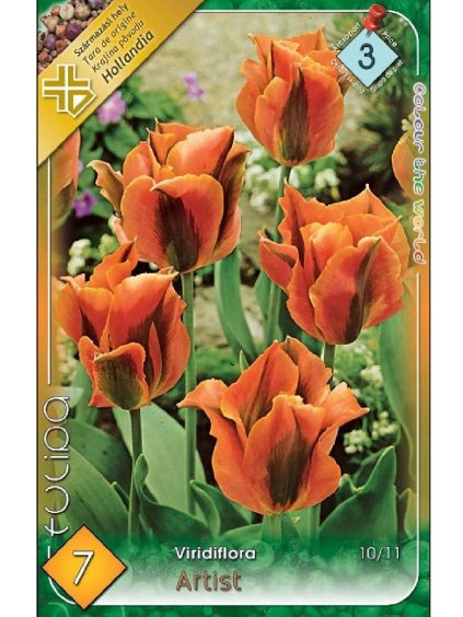 Tulipán Tulipa Viridiflora 'ARTIST' 7 bal 2