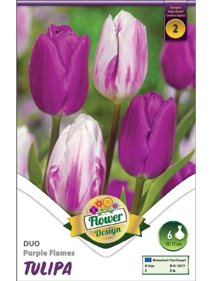 Tulipán Tulipa Triumph 'DUO PURPLE FLAMES'