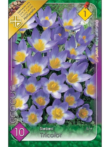 Krokus Crocus speciosus 'SIEBERI TRICOLOR'