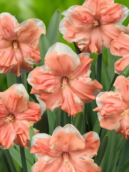Kvetinové cibule Narcissus 'APRICOT WHIRL'