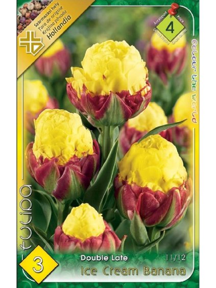 Tulipán Tulipa 'ICE CREAM BANANA' 3ks.jpg