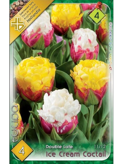 Tulipán Tulipa 'ICE CREAM COCTAIL' 4ks