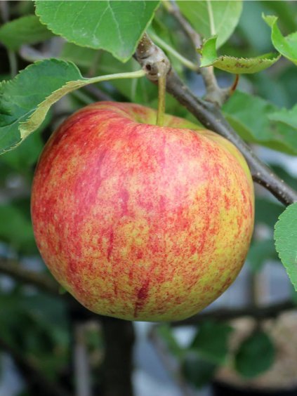 'JONAGOLD' téli alma, M26 alany, szabadgyökerű