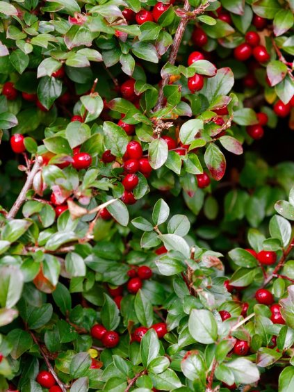 gaultheria