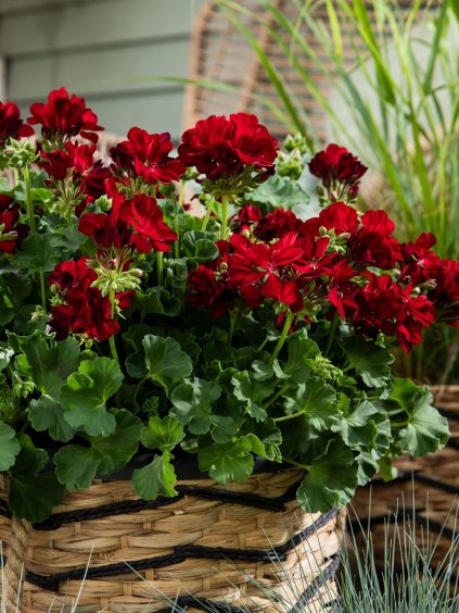 CALLIOPE DARK RED L interspecifikus muskátli Co12 cm #36